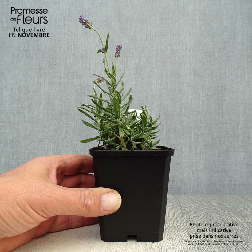 Spécimen de Lavandula angustifolia Essence Purple - Lavande vraie Godet de 8/9 cm tel que livré en automne