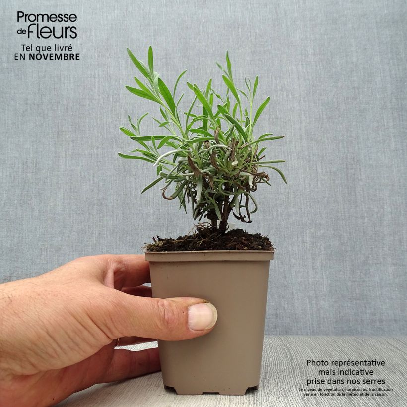 Spécimen de Lavandula angustifolia Hidcote White - Lavande vraie Godet de 8/9 cm tel que livré en automne