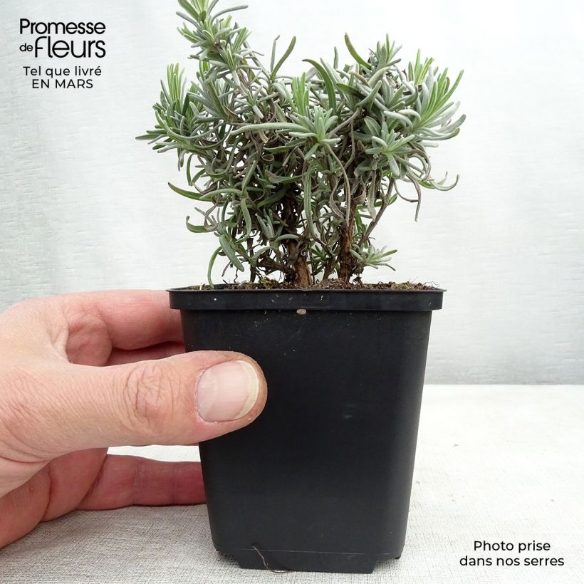 Spécimen de Lavandula angustifolia Twickel Purple - Lavande vraie Godet de 8/9 cm tel que livré en hiver