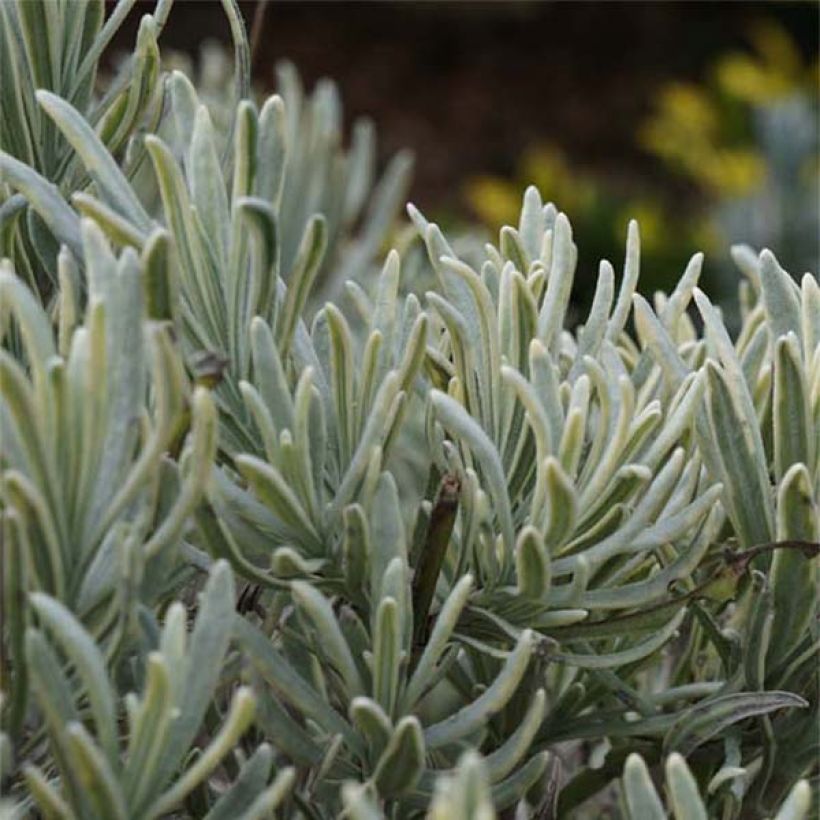 Lavande intermedia Walburton's Silver Edge - Lavandin (Feuillage)