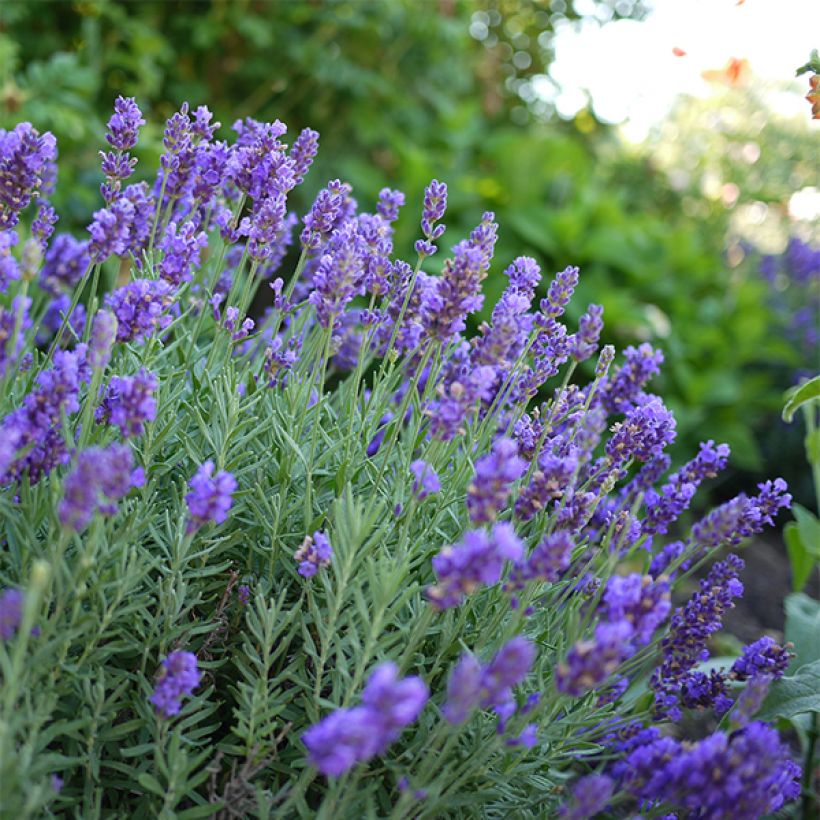Lavande intermedia Dutch group - Lavandin (Floraison)
