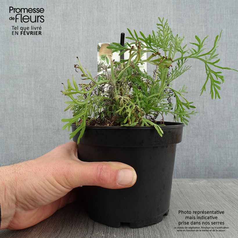 Spécimen de Lavandula pinnata var. pinnata - Lavande pennée de Canaries Pot de 1,5L/2L tel que livré en hiver