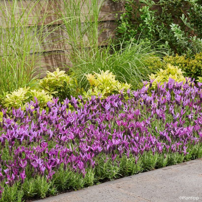 Lavande papillon Bella Toscane - Lavandula stoechas (Port)