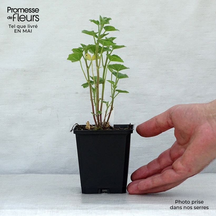 Lavatera Frederique Vasetto da 8/9 cm esemplare consegnato in primavera