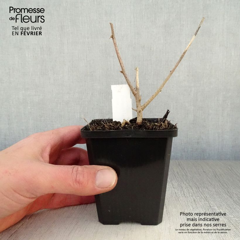 Spécimen de Lavatera maritima - Lavatère maritime Godet de 8/9 cm tel que livré en hiver