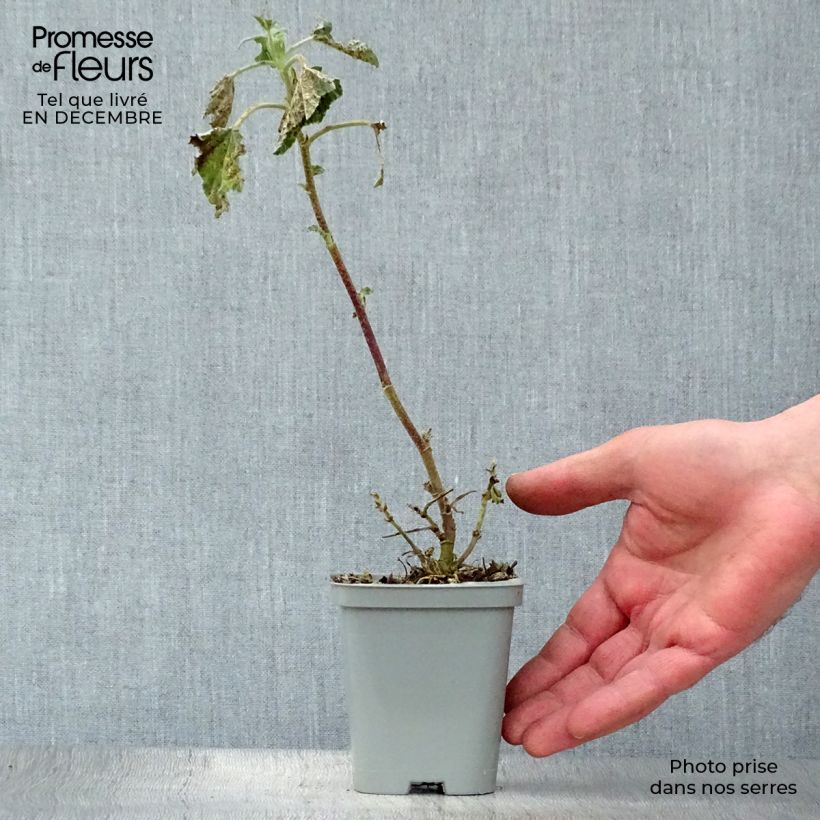 Spécimen de Lavatère Barnsley - Lavatera thuringiaca  Godet de 8/9 cm tel que livré en hiver