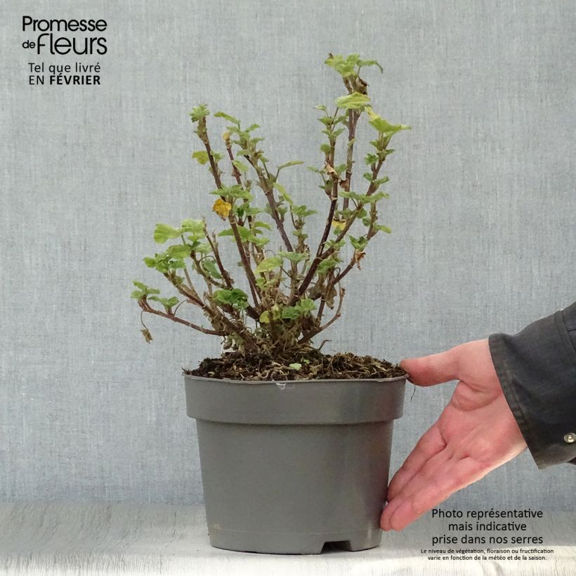 Spécimen de Lavatère Barnsley - Lavatera thuringiaca  Pot de 2L/3L tel que livré en hiver