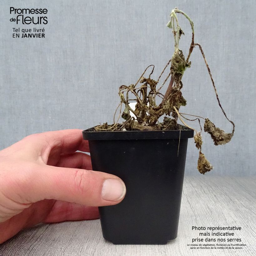 Spécimen de Lavatère - Lavatera Barnsley Baby Godet de 8/9 cm tel que livré en hiver