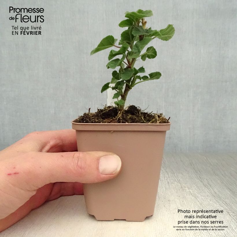 Spécimen de Lavatère - Lavatera Blushing Bride Godet de 8/9 cm tel que livré en hiver