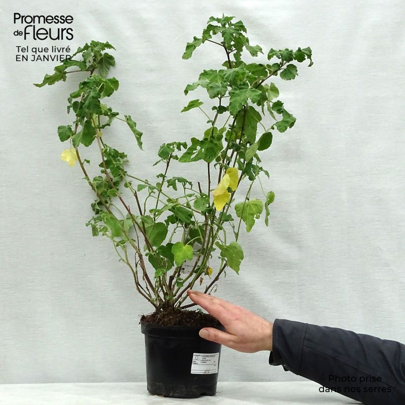 Spécimen de Lavatère - Lavatera Burgundy Wine Pot de 2L/3L tel que livré en hiver