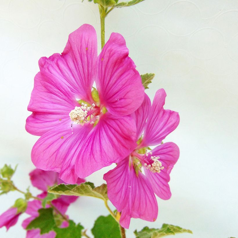 Lavatère - Lavatera Burgundy Wine (Floraison)