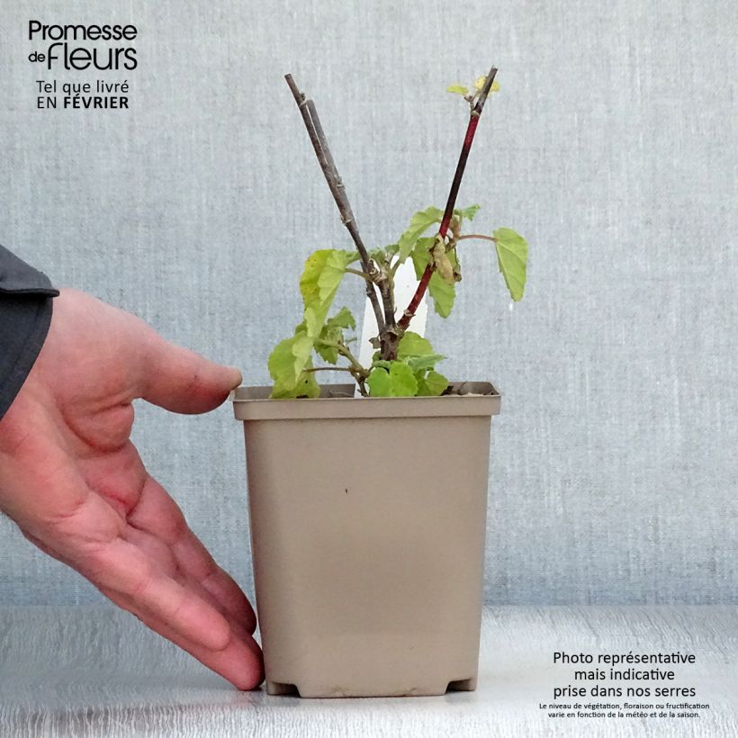 Spécimen de Lavatère - Lavatera Burgundy Wine Godet de 8/9 cm tel que livré en hiver