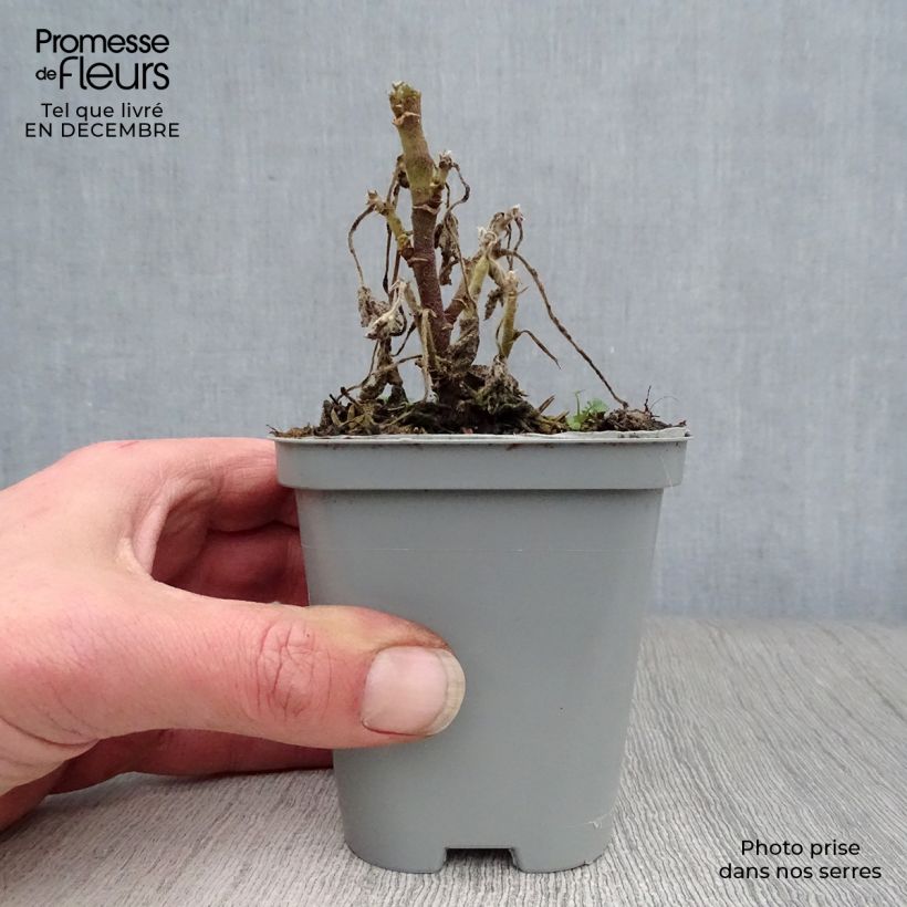 Spécimen de Lavatère - Lavatera Candy Floss Godet de 8/9 cm tel que livré en hiver