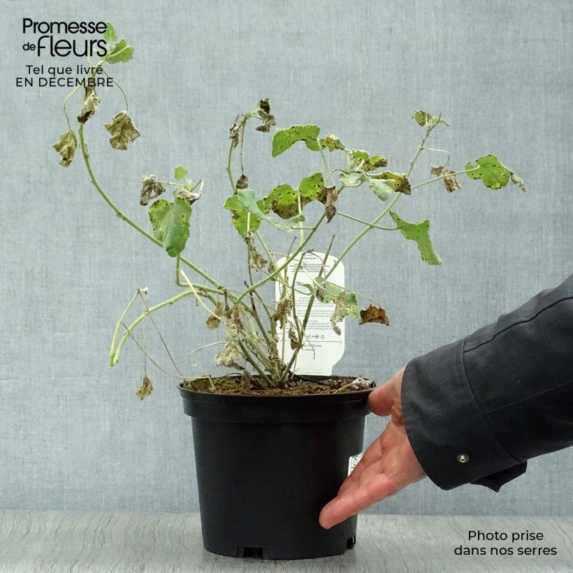 Spécimen de Lavatère d'Hyères - Lavatera olbia Rosea Pot de 2L/3L tel que livré en hiver