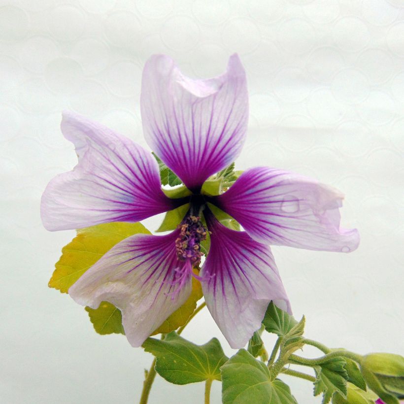 Lavatère maritime- Lavatera maritima Bicolor (Floraison)