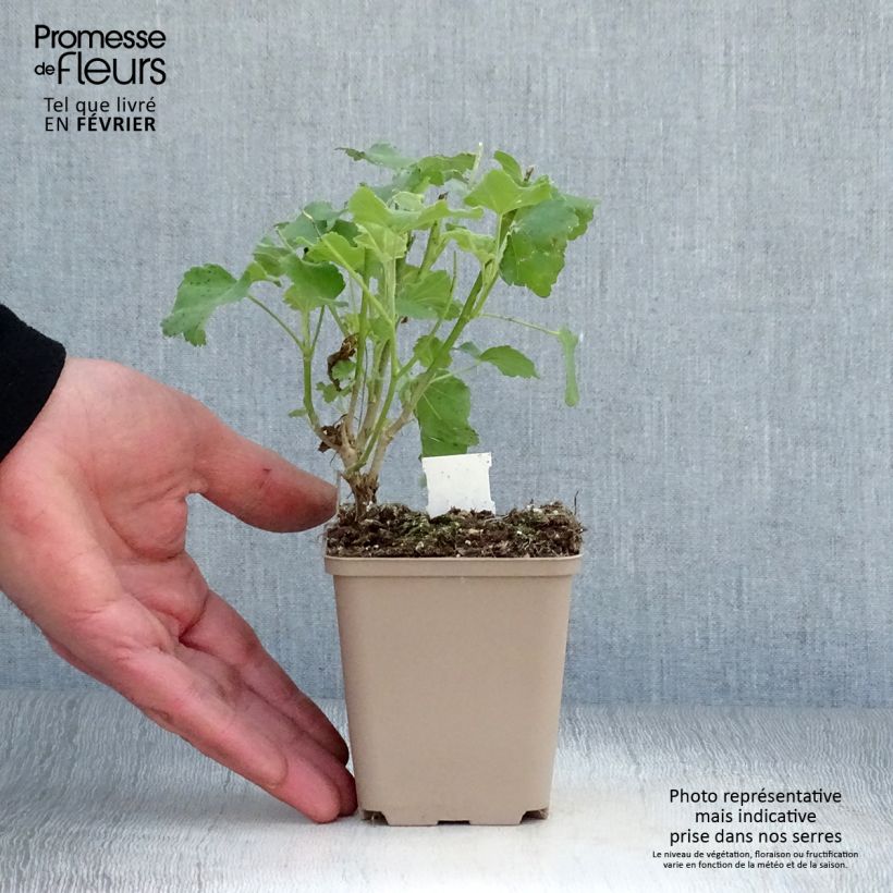 Spécimen de Lavatère maritime- Lavatera maritima Bicolor Godet de 8/9 cm tel que livré en hiver