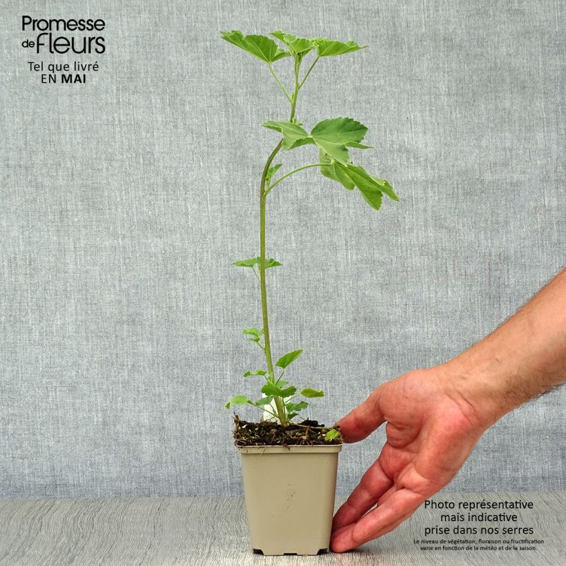 Spécimen de Lavatère maritime- Lavatera maritima Bicolor Godet de 8/9 cm tel que livré au printemps