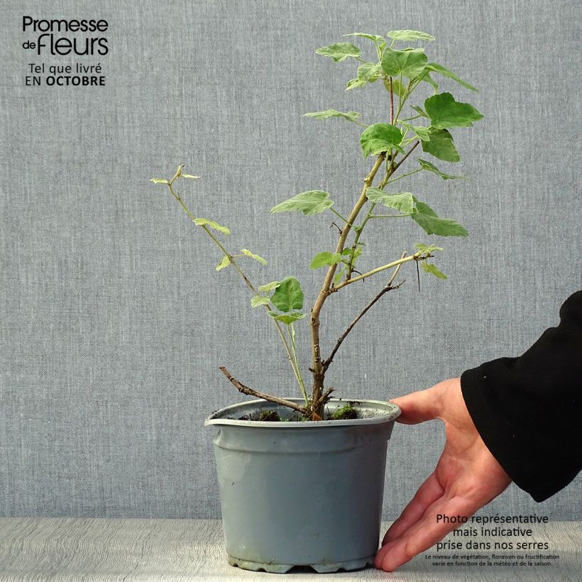 Spécimen de Lavatère thuringiaca Bredon Springs Pot de 2L/3L tel que livré en automne