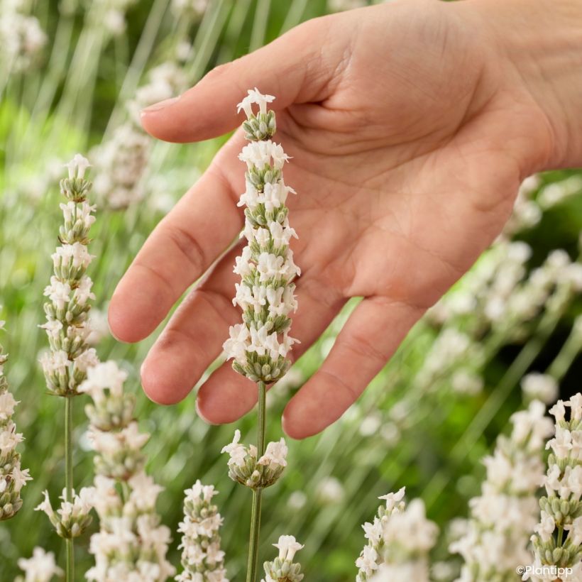 Lavande intermedia Exceptional - Lavandin (Floraison)