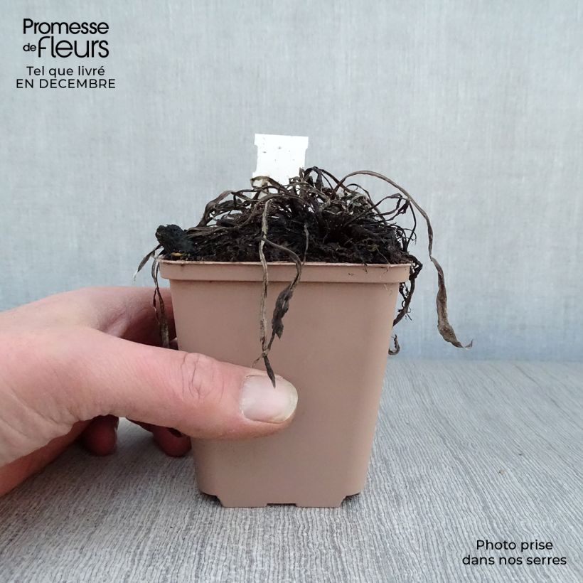 Spécimen de Leontopodium alpinum Blossom of Snow - Edelweiss des Alpes Godet de 8/9 cm tel que livré en hiver