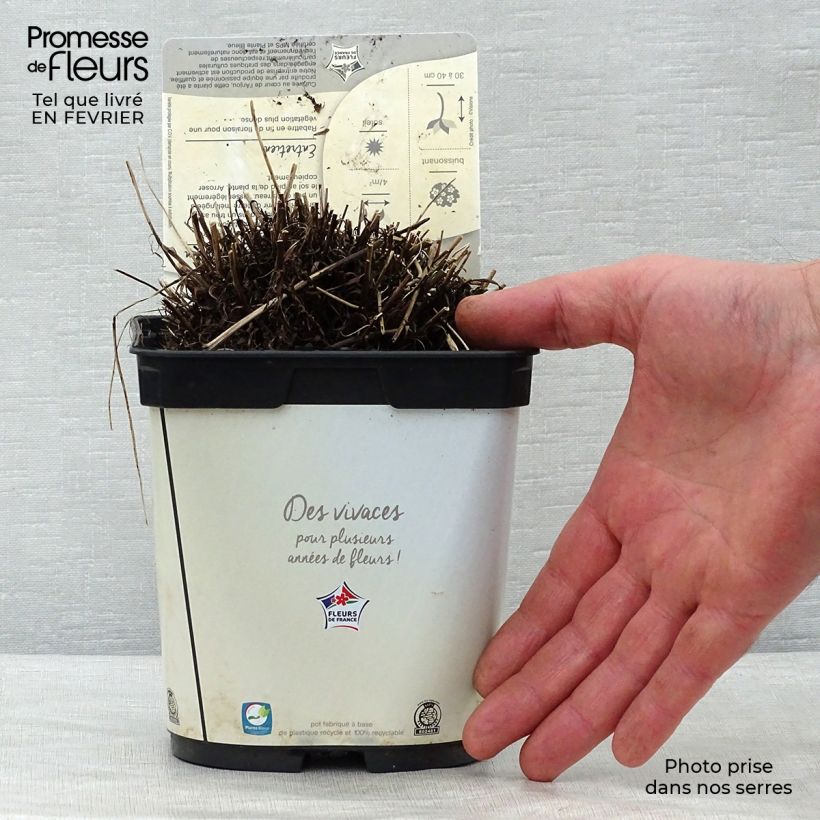 Spécimen de Leontopodium alpinum Blossom of Snow - Edelweiss des Alpes Pot de 2L/3L tel que livré en hiver