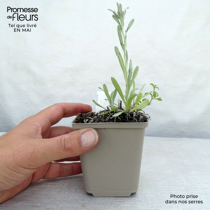 Spécimen de Leontopodium alpinum Mont Blanc - Edelweiss des Alpes Godet de 8/9 cm tel que livré au printemps