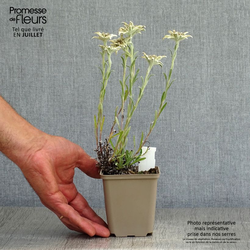 Spécimen de Leontopodium alpinum Mont Blanc - Edelweiss des Alpes Godet de 8/9 cm tel que livré en été
