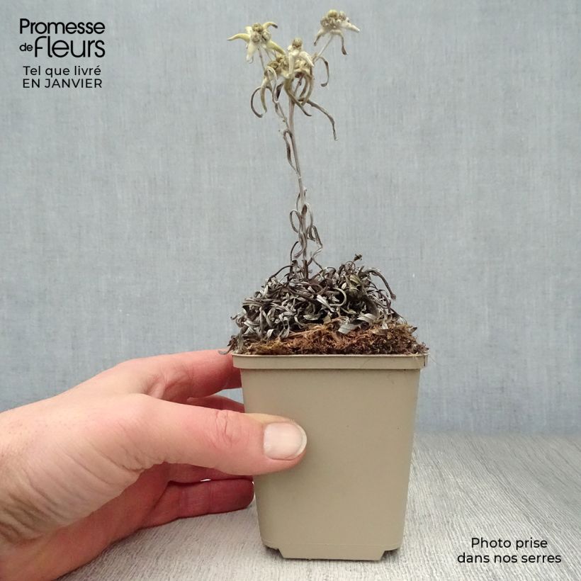 Spécimen de Leontopodium alpinum Mont Blanc - Edelweiss des Alpes Godet de 8/9 cm tel que livré en hiver