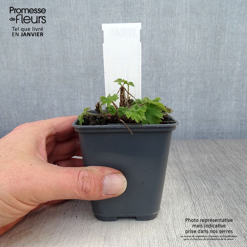 Spécimen de Leonurus cardiaca - Agripaume cardiaque Godet de 8/9 cm tel que livré en hiver