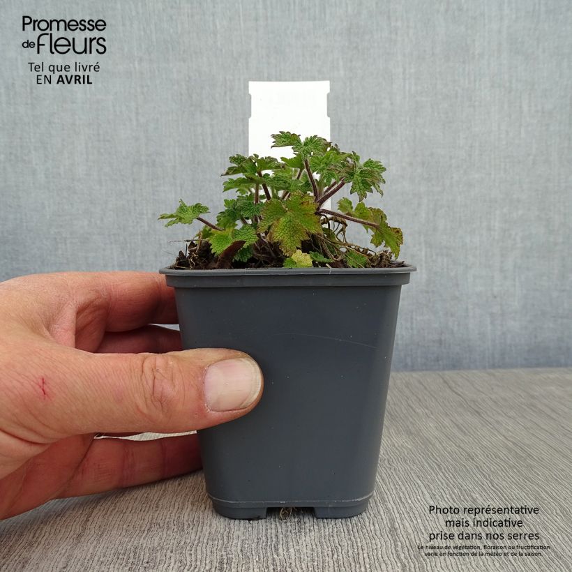 Spécimen de Leonurus cardiaca - Agripaume cardiaque Godet de 8/9 cm tel que livré au printemps