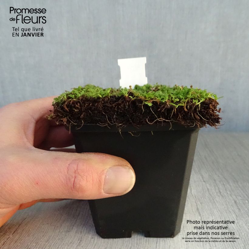 Spécimen de Leptinella dioica Minima - Cotule Godet de 8/9 cm tel que livré en hiver