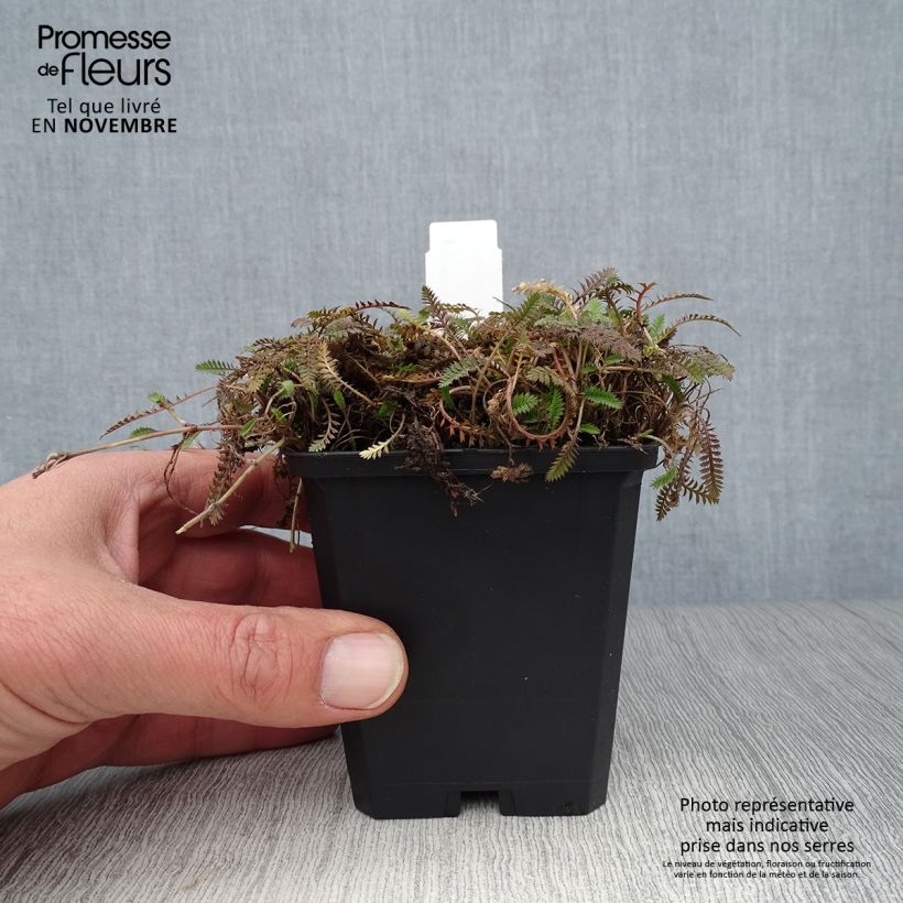 Spécimen de Leptinella potentillina - Cotule potentille Godet de 8/9 cm tel que livré en automne