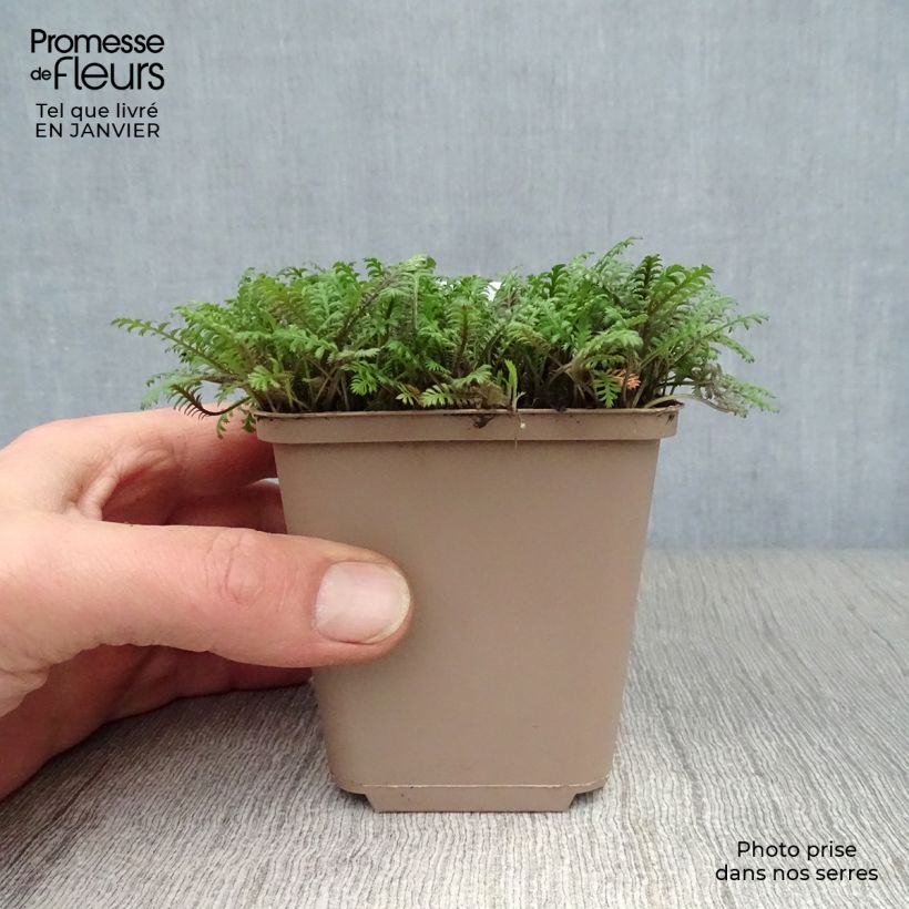 Spécimen de Leptinella squalida Platt's Black Godet de 8/9 cm tel que livré en hiver