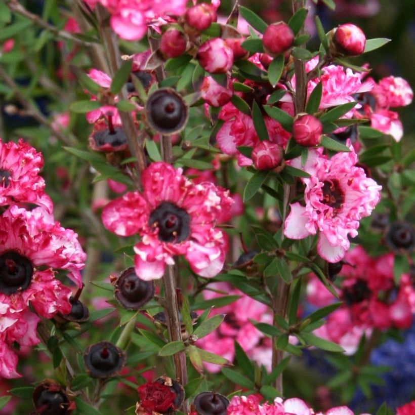 Leptospermum Coral candy - Arbre à thé (Floraison)
