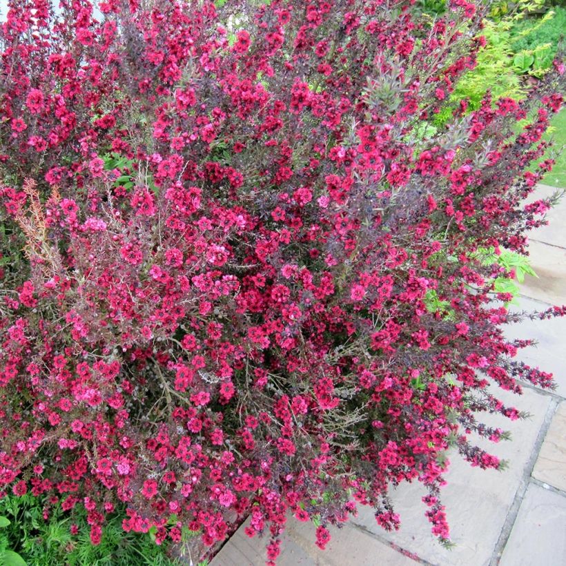 Leptospermum Coral candy - Arbre à thé (Port)