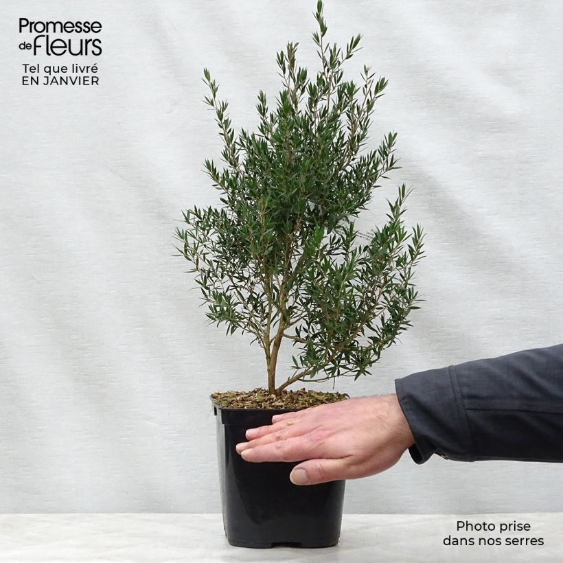 Spécimen de Leptospermum Karo Pearl Star - Arbre à thé Pot de 2L/3L tel que livré en hiver