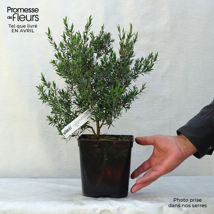Spécimen de Leptospermum Karo Pearl Star - Arbre à thé Pot de 2L/3L tel que livré au printemps