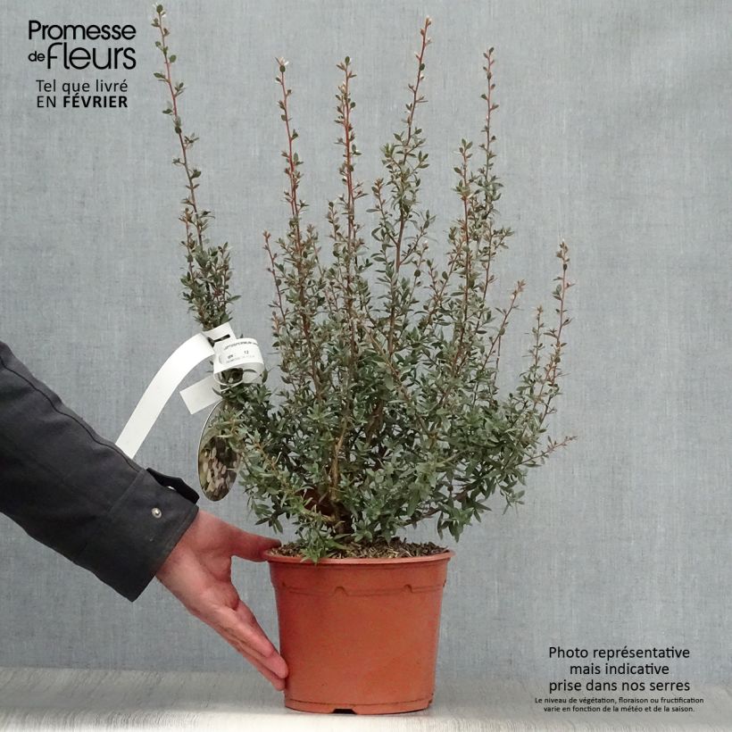 Spécimen de Leptospermum Silver Sheen - Arbre à thé laineux Pot de 2L/3L tel que livré en hiver