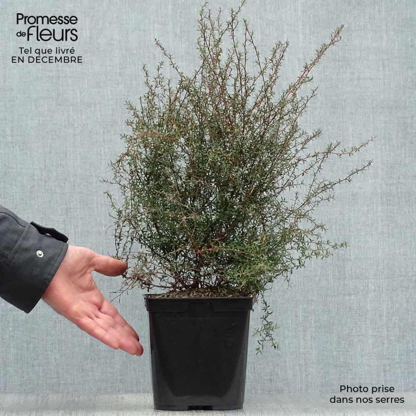 Spécimen de Leptospermum  Wiri Kerry - Arbre à thé Pot de 2L/3L tel que livré en hiver