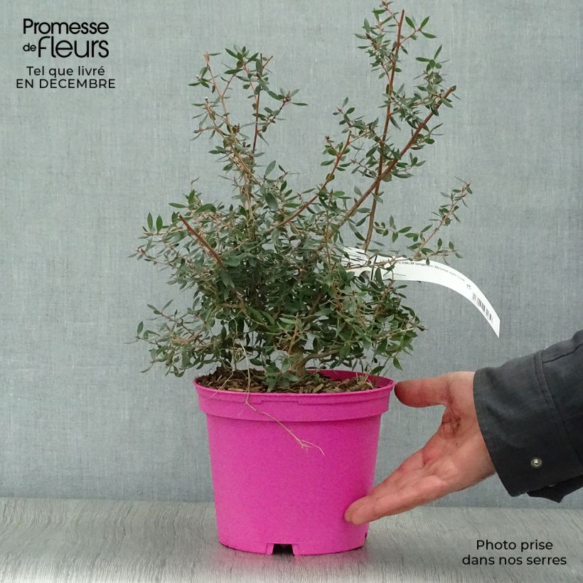 Spécimen de Leptospermum lanigerum Mesmer Eyes - Arbre à thé Pot de 2L/3L tel que livré en hiver