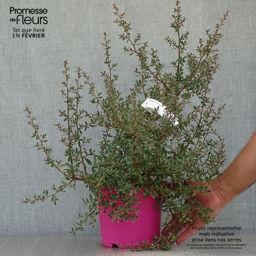 Spécimen de Leptospermum lanigerum Mesmer Eyes - Arbre à thé Pot de 2L/3L tel que livré en automne
