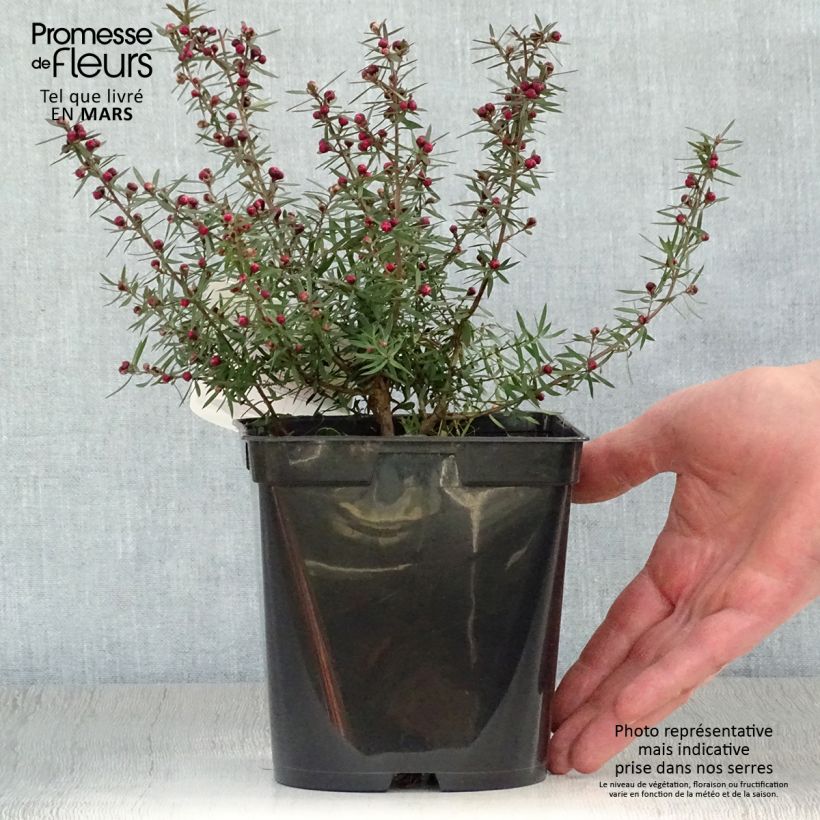 Amostra de Leptospermum scoparium Crimson Glory Vaso de 3 L/4 L tal como entregue na primavera