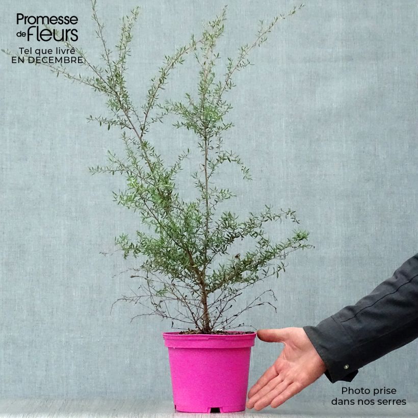 Spécimen de Leptospermum  scoparium Martini - Arbre à thé Pot de 2L/3L tel que livré en hiver