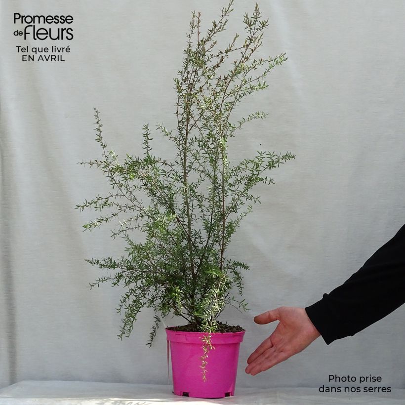 Spécimen de Leptospermum  scoparium Martini - Arbre à thé Pot de 2L/3L tel que livré au printemps