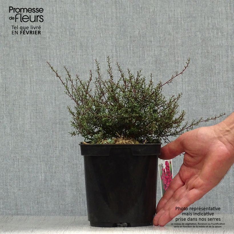 Spécimen de Leptospermum scoparium Nanum Kiwi - Arbre à thé de Nouvelle-Zélande Pot de 2L/3L tel que livré en automne