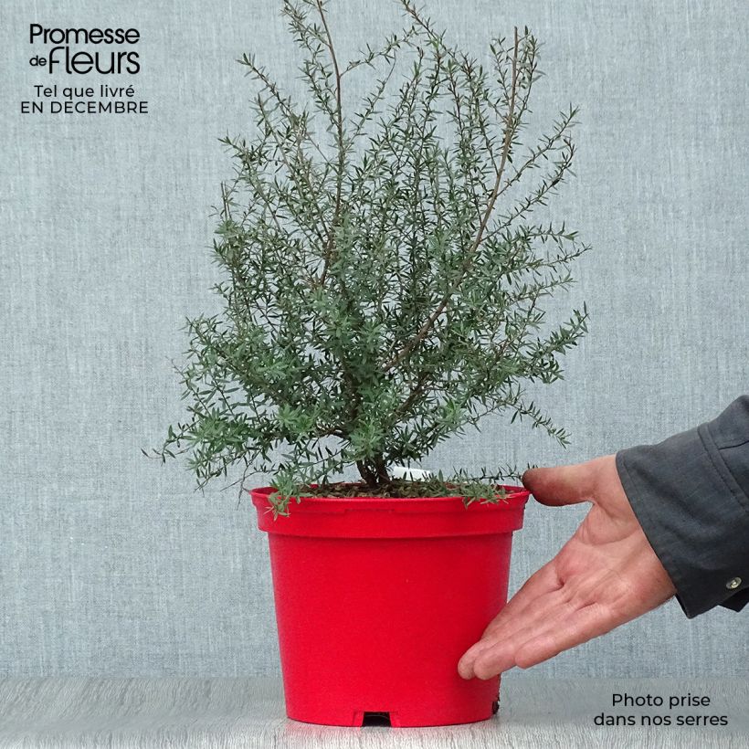 Spécimen de Leptospermum scoparium Red damask - Arbre à thé Pot de 3L/4L tel que livré en hiver