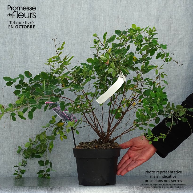 Spécimen de Lespedeza bicolor Summer Beauty - Trèfle en arbre  Pot de 3L/4L tel que livré en automne