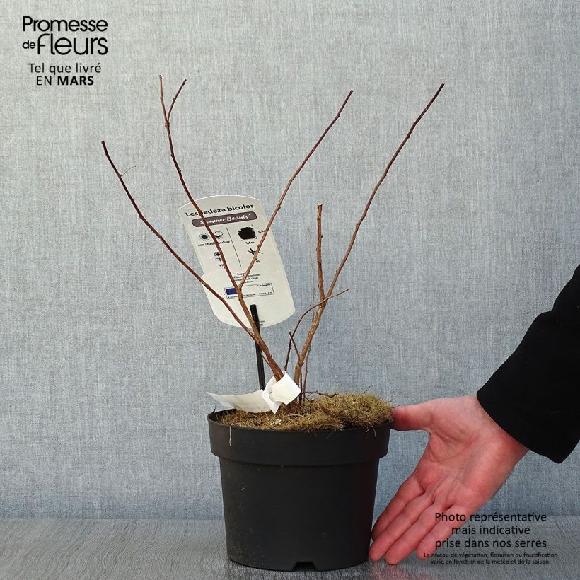 Spécimen de Lespedeza bicolor Summer Beauty - Trèfle en arbre  Pot de 3L/4L tel que livré en hiver