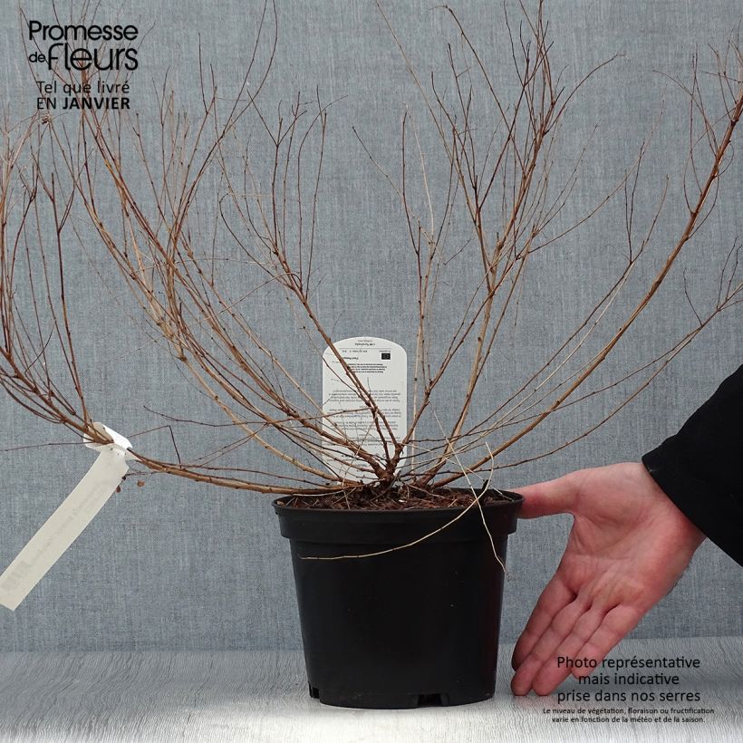 Spécimen de Lespedeza bicolor Yakushima - Trèfle en arbre  Pot de 3L/4L tel que livré en hiver