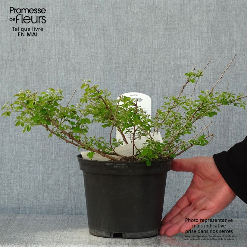 Spécimen de Lespedeza bicolor Yakushima - Trèfle en arbre  Pot de 3L/4L tel que livré au printemps